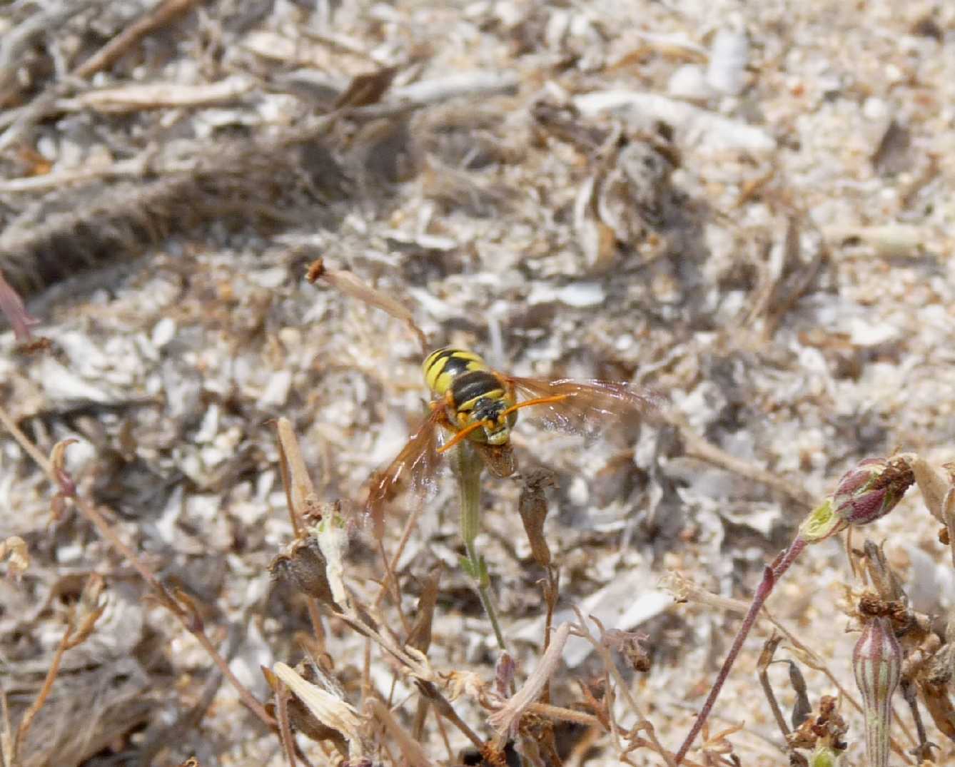 Stizus fasciatus ♀; prede portate nella tana